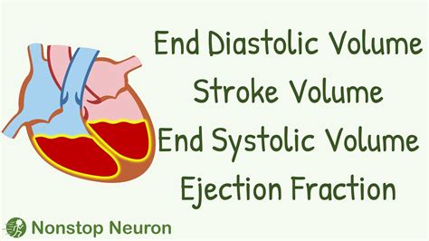 what is end diastolic volumes.